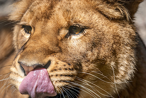 Leeuw in dierentuin ARTIS